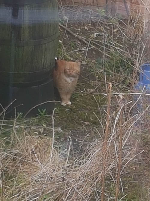 Ginger cat