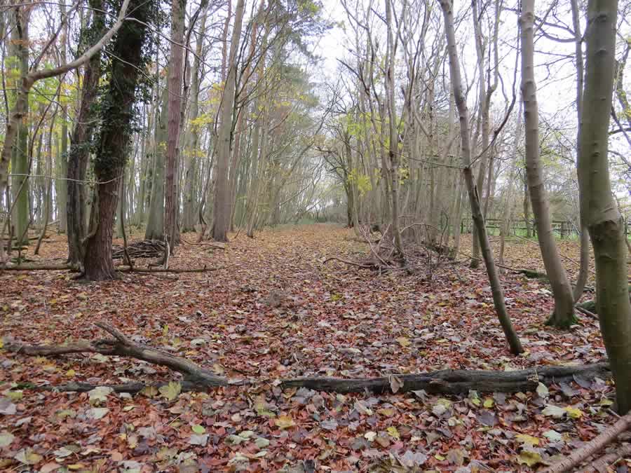 Wickhambrook Walk 2 - spring wood